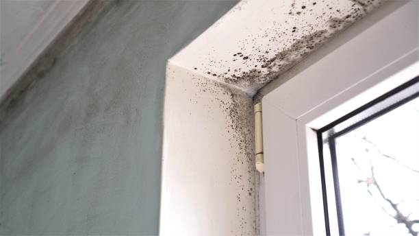 Best Office Mold Removal Services  in Granbury, TX
