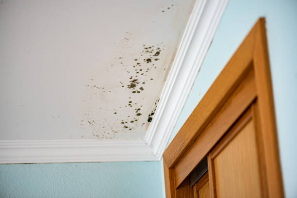 Best Mold Removal Process  in Granbury, TX