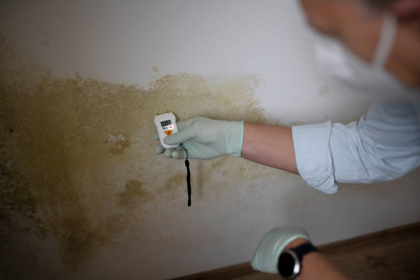 Best Best Mold Removal Companies  in Granbury, TX