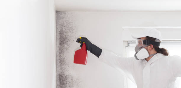 Best Mold Damage Repair  in Granbury, TX