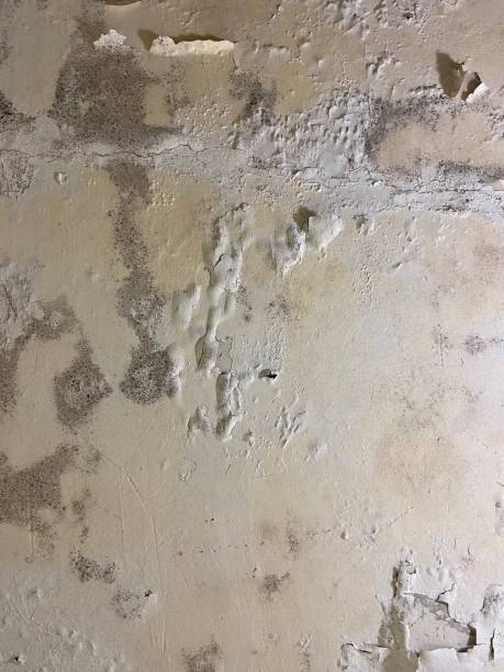 Best Crawl Space Mold Removal  in Granbury, TX