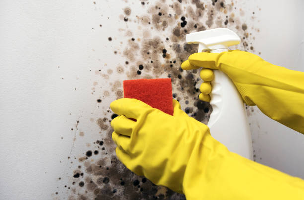 Best Mold Remediation  in Granbury, TX