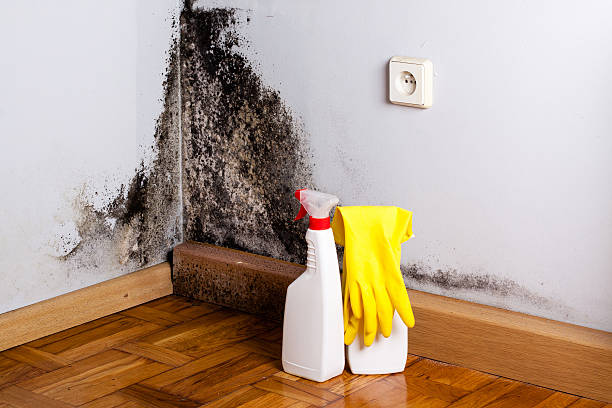 Best Attic Mold Removal  in Granbury, TX