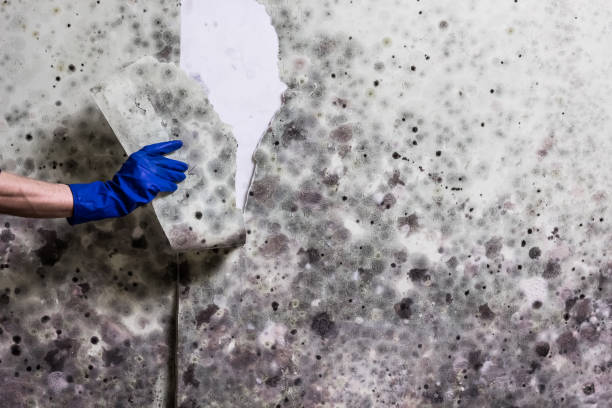 Best Local Mold Removal Service  in Granbury, TX